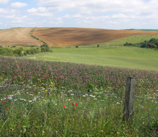 Meadow View