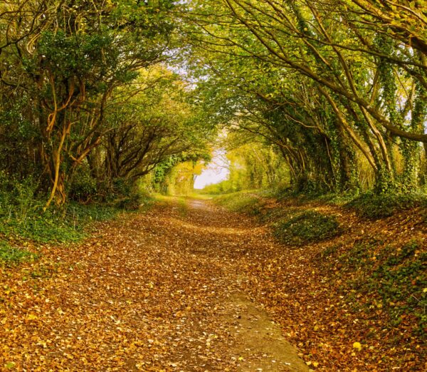 Autumn Walk