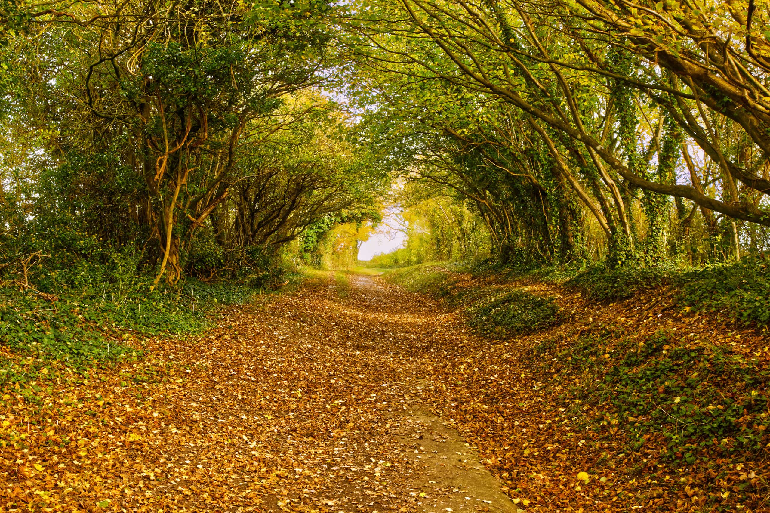 Classification Of Mental Health George Ide LLP