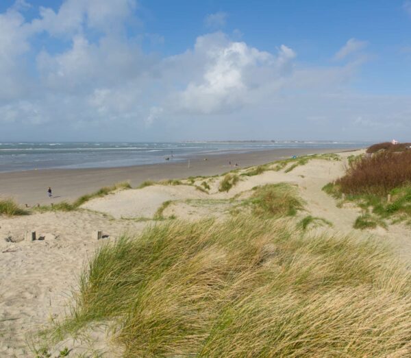 Beach Dunes