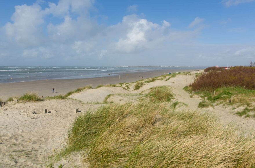 Beach Dunes